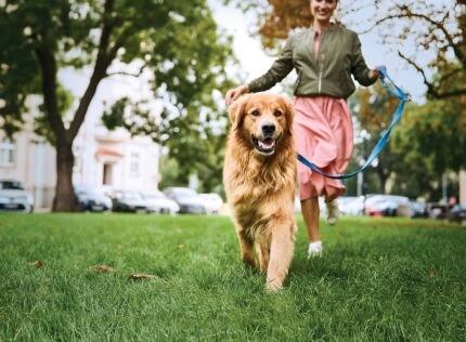Hill's vet essentials logo over a dog being walked in the park
