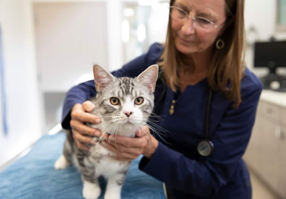 Kat met dierenarts