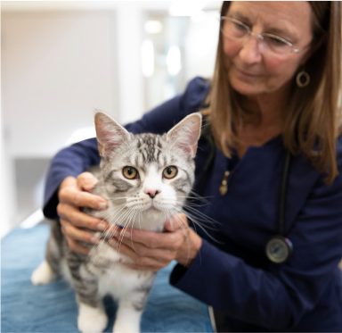 Kat met dierenarts