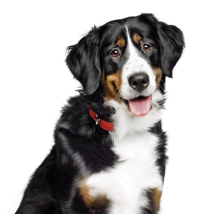 Hond