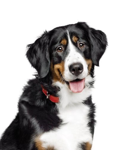 Hond