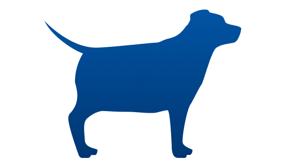mollige hond