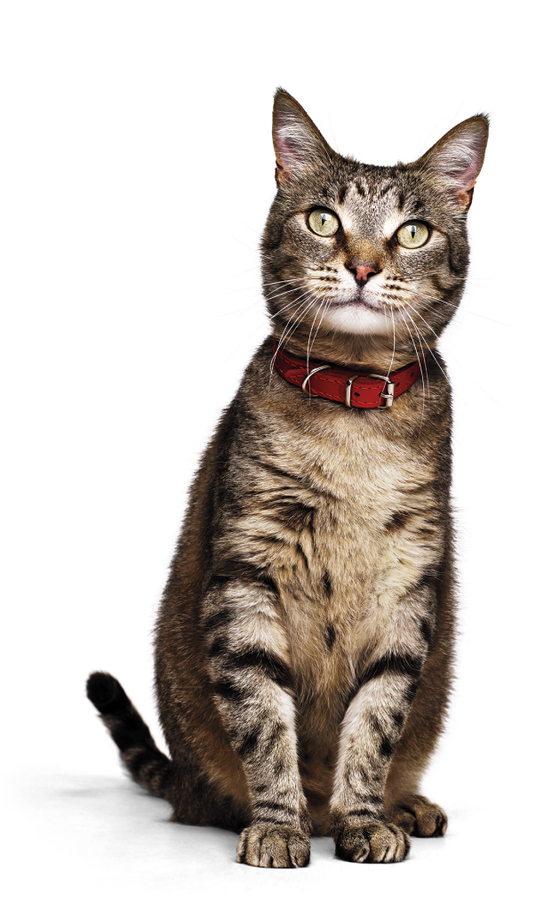 Kat met halsband