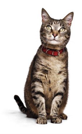 Kat met halsband