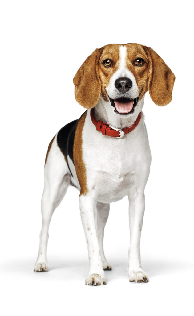 Hond met een rode halsband
