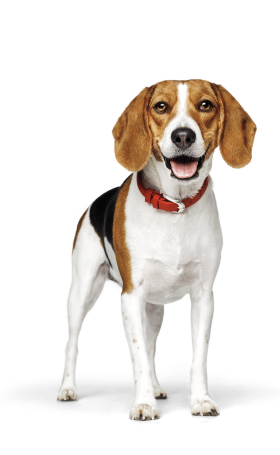 Hond met een rode halsband