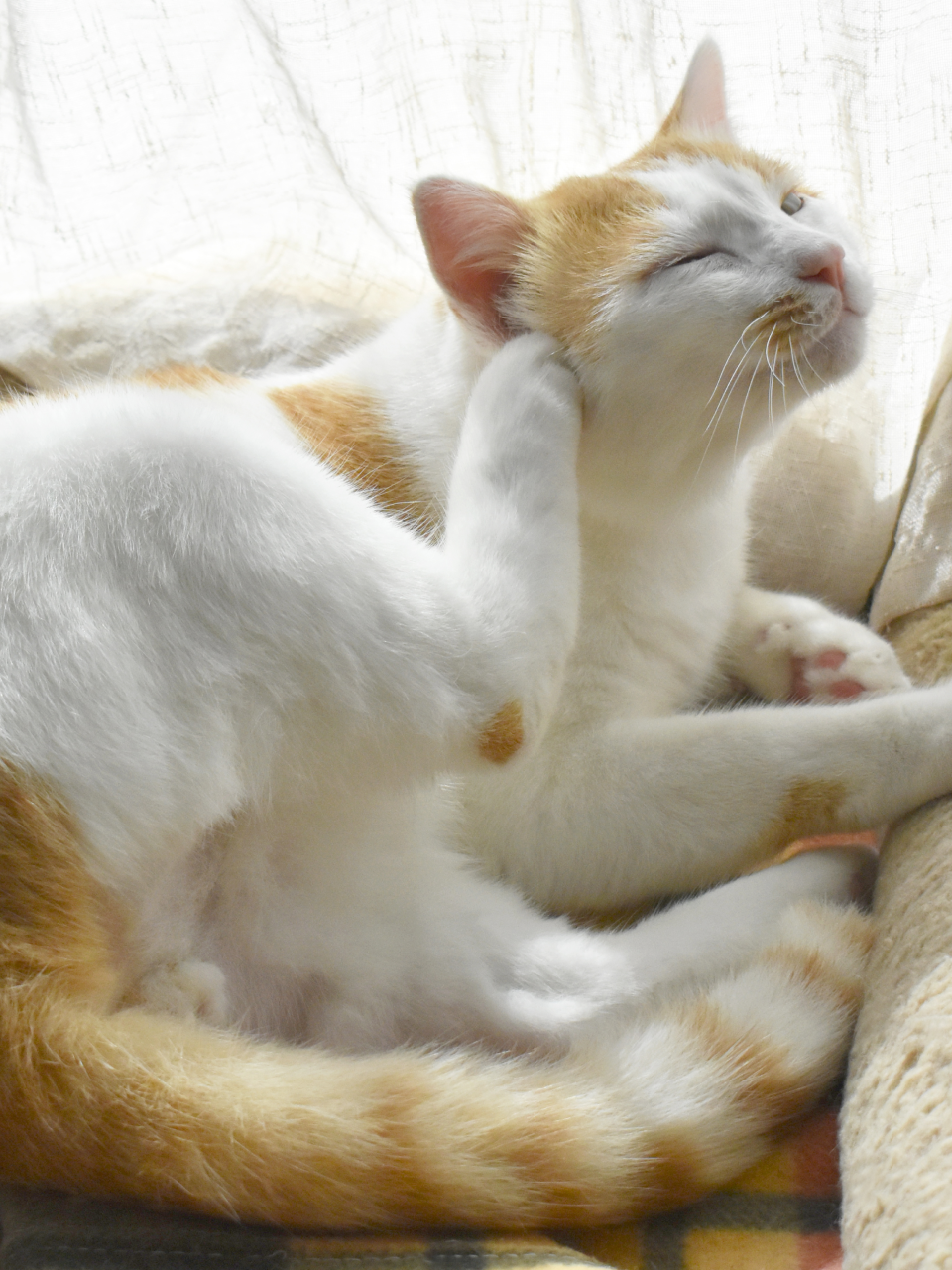 katten krabben