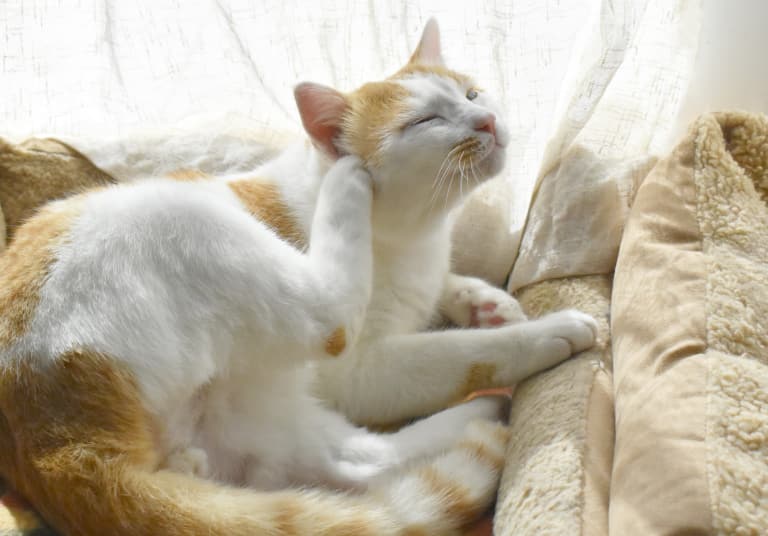 katten krabben