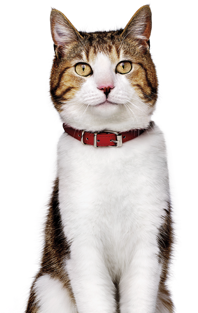 Kat met halsband