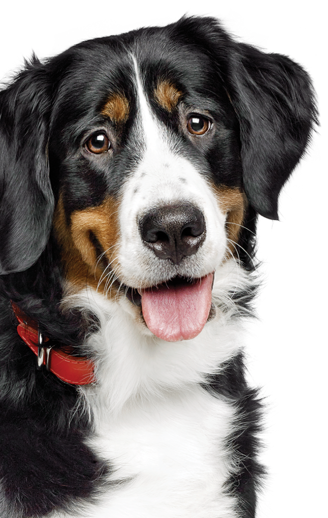 Zwart-witte hond