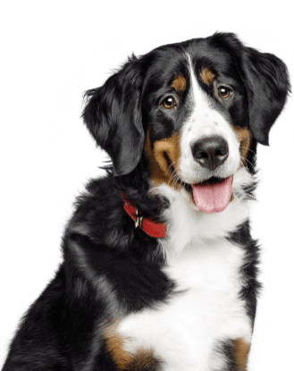 Zwart-witte hond
