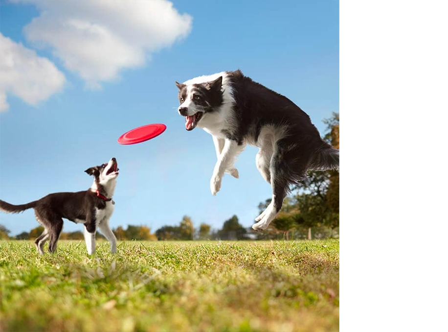 twee honden spelen met een frisbee op een veld