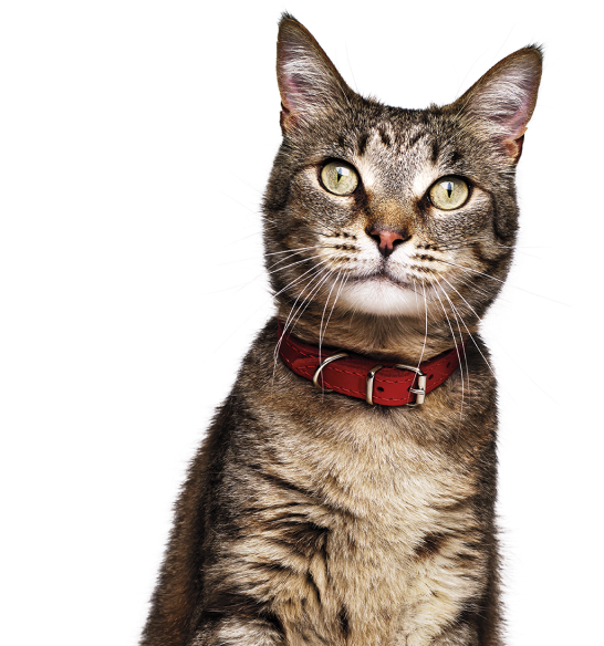 Kat