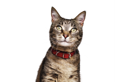 Kat