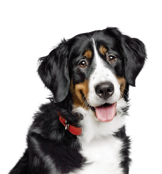 Hond