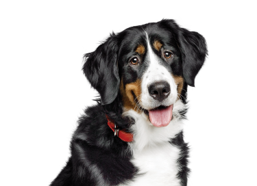 Hond