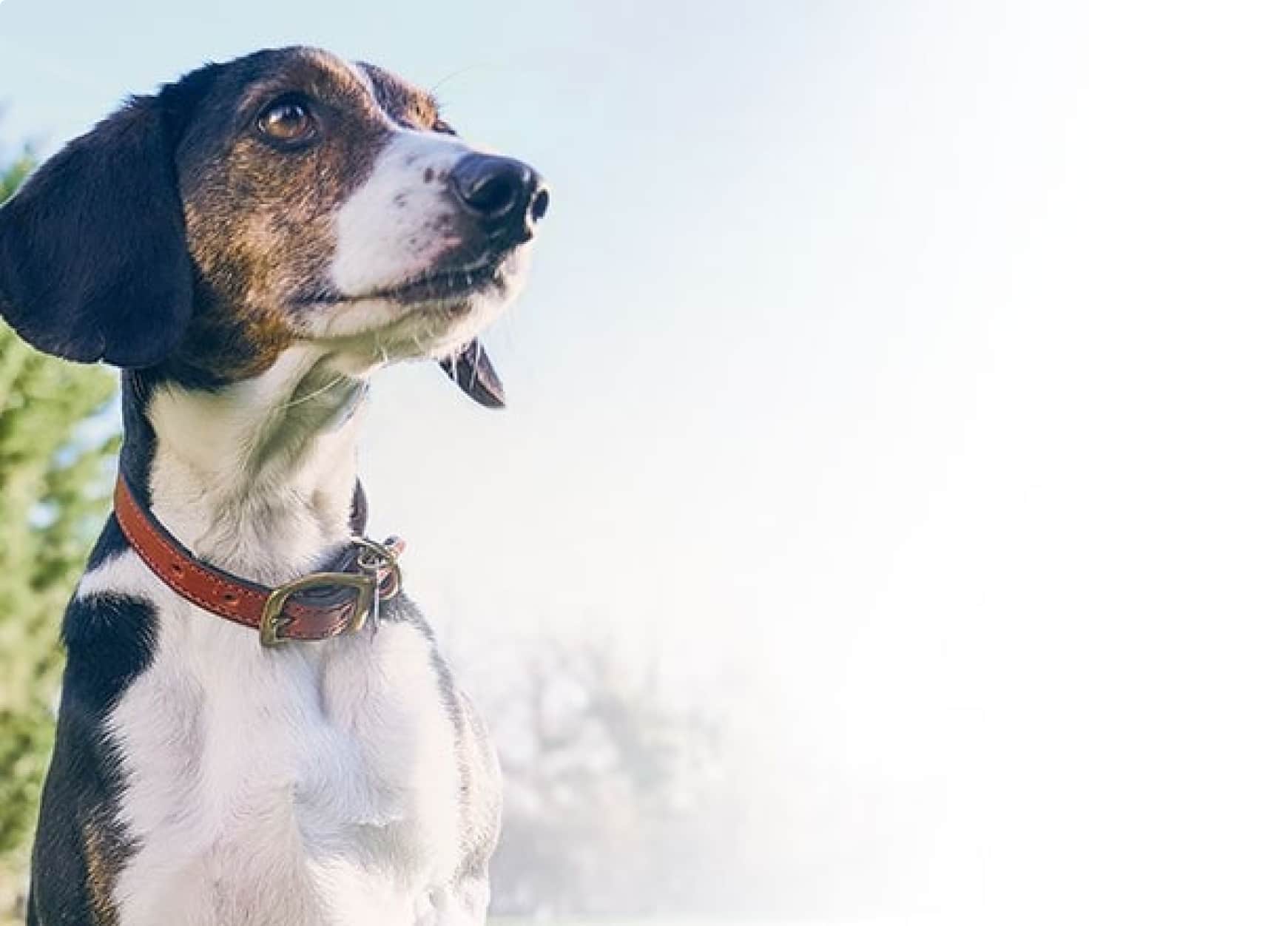Een senior hond
