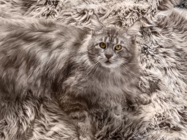een grijze kat op een grijs tapijt
