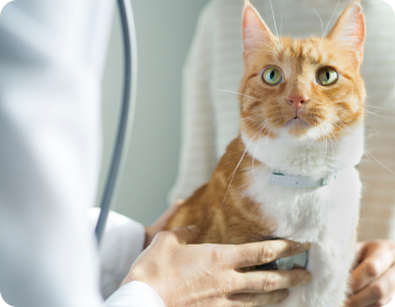 dierenarts onderzoekt een oranje kat