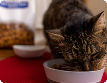 kleine kat eet voer uit een bakje
