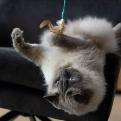 Grijze kat speelt op een bank