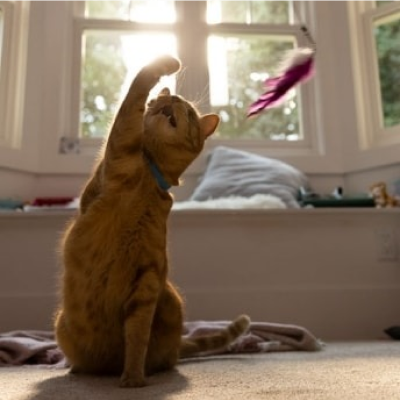 Kat probeert een speeltje te vangen