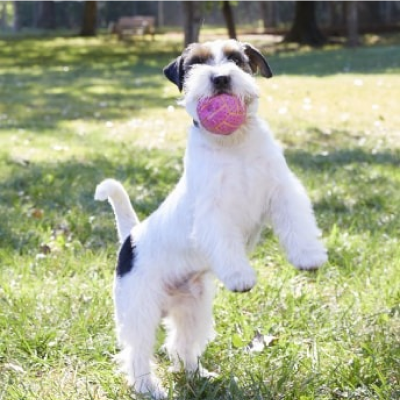 Hond speelt buiten met een bal in zijn bek