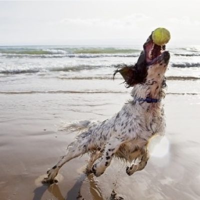 Hond op het strand vangt een bal