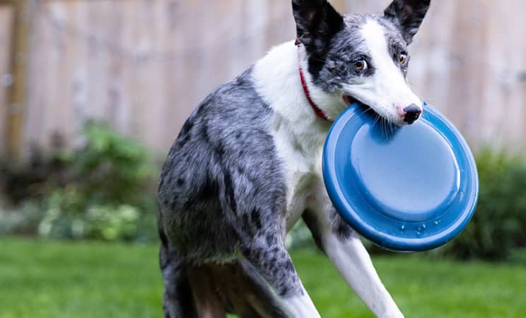 Hond vangt een blauwe frisbee